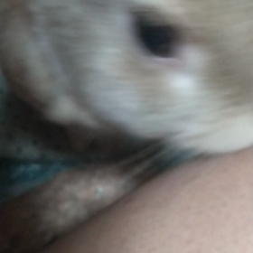 お金の話の続き　ちょっとうさぎの画像