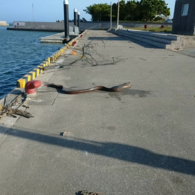 ウツボを釣りあげるところを見たの画像