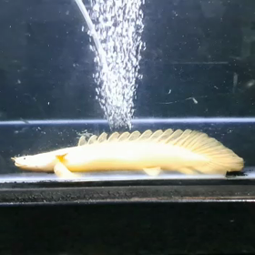 蜃気楼 スーパーハイクオリティショート！の画像