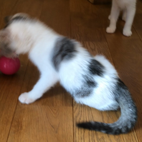 すごいよの画像