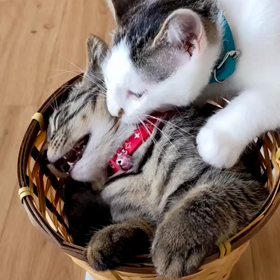 暴れん坊将軍の画像