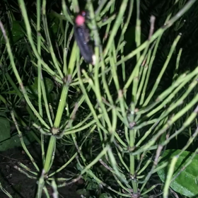 蛍が一匹、休憩中昨日見たのは全部で五匹。平年並みかな！の画像