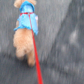 ラッキーのお散歩の画像