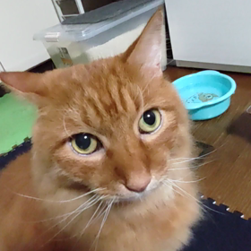 ７キロくうたの画像