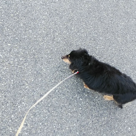 お泊まりパルくん、モモちゃんの画像