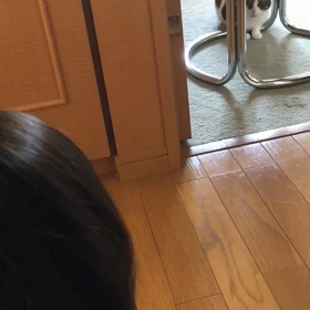 地域振興券…使い切る！　デールと孫…ぶーちゅる。の画像