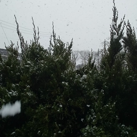 ふりだした雪の画像