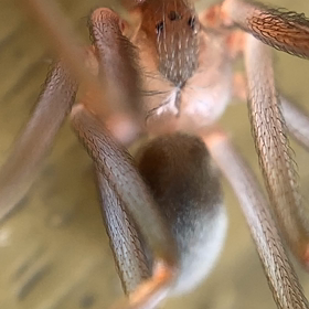 東南アジアだしの画像