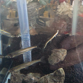 ワカサギが1匹亡くなりましたの画像