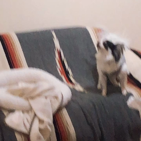 カロちゃんの遠吠えの画像