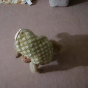 母わんこ 食欲旺盛ですの画像