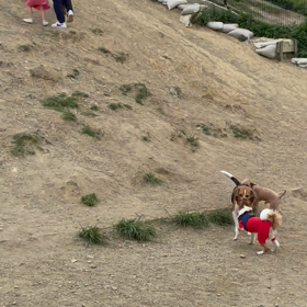 ドッグランの画像