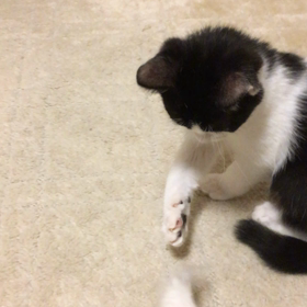 ジャラシ萌え萌えあーんどジャレジャレ〜の画像