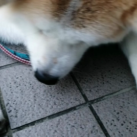 ☔上がりの朝‼️植えて4年目位のレモンの木に花芽発見、大葉も育ち始める。未来丸はもちろん関心無の画像