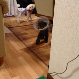 くぅちゃんカラー(((￣へ￣井)の画像