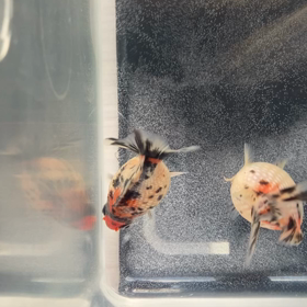 痛いいたい(#)Д`;;)ｲﾀｲ!!!届いた！の画像