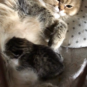 パグが慰めてるよ　かんぺーねえねがいなくなって1週間の画像