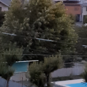 小鳥たちの鳴き声️の画像