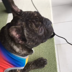 朝から何やらベランダの下が賑やかしいの画像