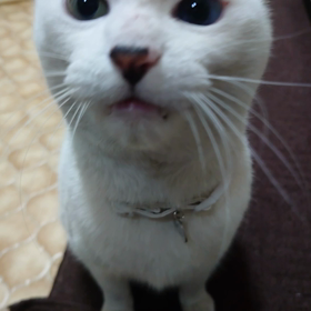 マクロス参上∠(　˙-˙ )／の画像