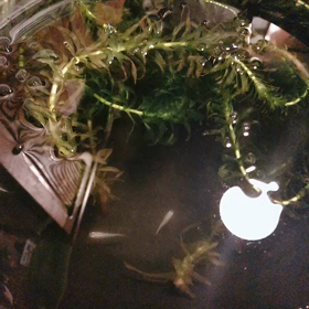 DAY257  メダカを飼うの画像