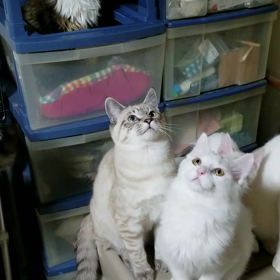 息の合わないシンクロの画像