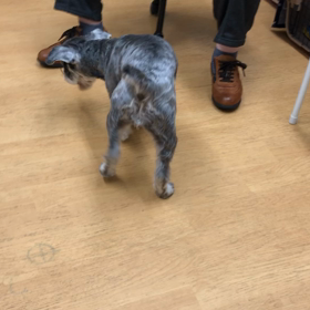 かわゆす。の画像