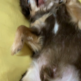 眠気と戦う小太郎の画像