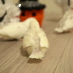 3羽いたらこわ  いもの無し♫の画像