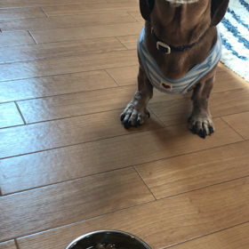 元気ぶりぶりの画像