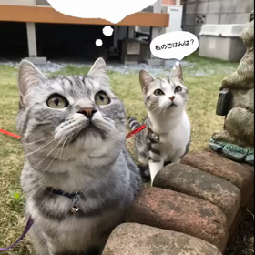 にゃんすた(=ﾟωﾟ=)(=ﾟωﾟ=)火曜日17にち2号の画像