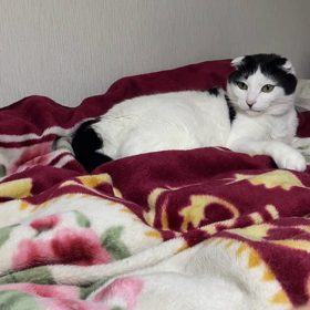 スパークリングへの誘いの画像