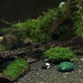 レッドビーシュリンプとめだか（動画）の画像