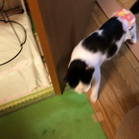 点心さん、そなたの目的は…の画像