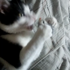 ねずみ大好きの画像