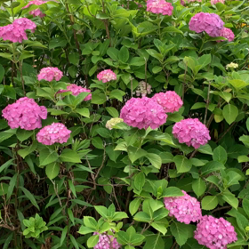 あじさい（３０秒ほどの動画）。の画像