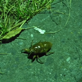 せみのこ歩くの画像