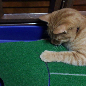 猫ブログだよね、きっとの画像