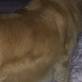 大雪とレオ     動画の画像