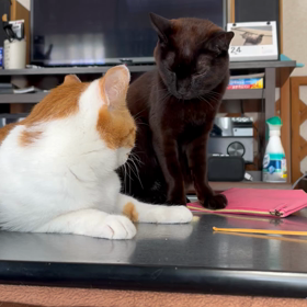 お兄ちゃんは強しの画像