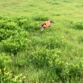 駆ける　クシクシ　喰らうの画像