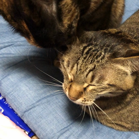 ぺろぺろ(๑'ڡ'๑)୨♡の画像