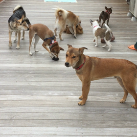 人の苦手意識が犬の苦手を作り出します(^_^;)の画像