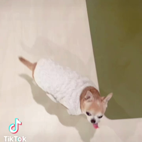 ワンコのいるスタジオの画像