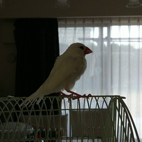 方言早口言葉の画像