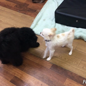 ユキちゃん＆ラルフ君の画像