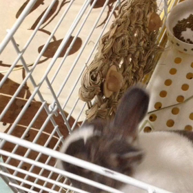 ゆきくんの動画を加工してみたの画像