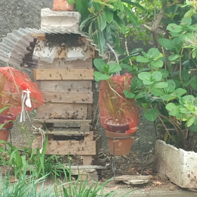 2020年の養蜂日記0515の画像