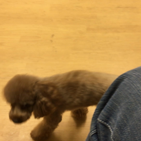 キューキュー。の画像