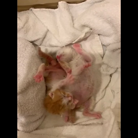 ミルクボランティア　8日目の画像